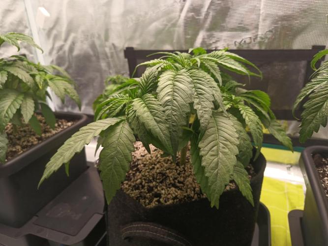 BlueGem, CocoFresh 1st.Grow. Week 4 - CocoFresh2