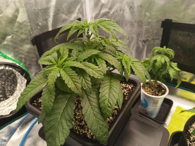 BlueGem, CocoFresh 1st.Grow. Week 4 - CocoFresh1