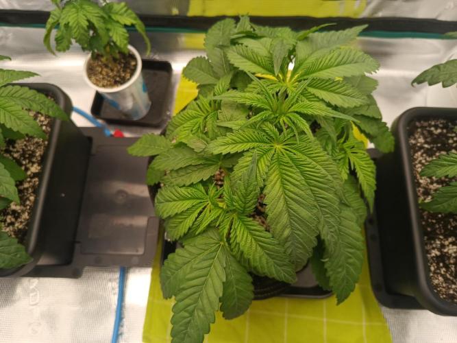 BlueGem, CocoFresh 1st.Grow. Week 4 - CocoFresh2