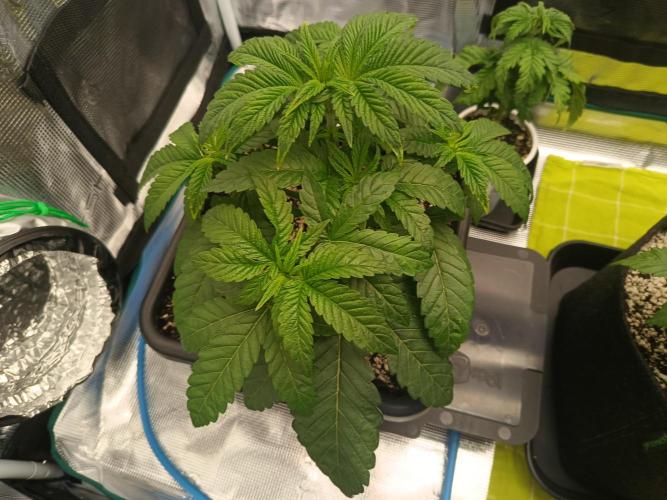 BlueGem, CocoFresh 1st.Grow. Week 4 - CocoFresh1