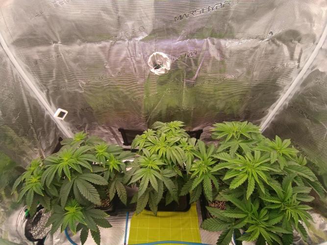 BlueGem, CocoFresh 1st.Grow. Week 5