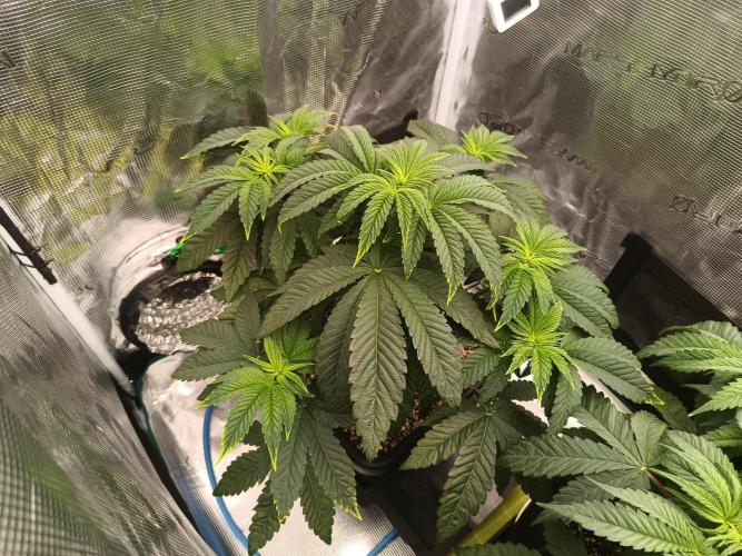 BlueGem, CocoFresh 1st.Grow. Week 5 - CocoFresh1