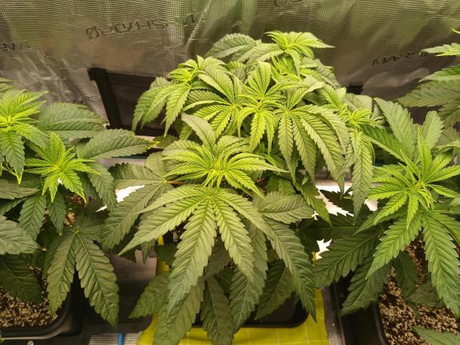 BlueGem, CocoFresh 1st.Grow. Week 5 - CocoFresh2