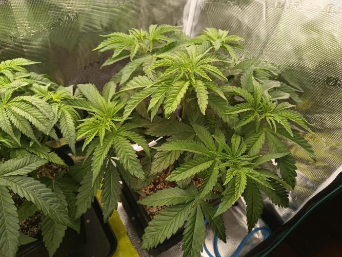BlueGem, CocoFresh 1st.Grow. Week 5 - BlueGem