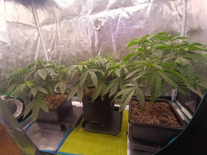 BlueGem, CocoFresh 1st.Grow. Week 5