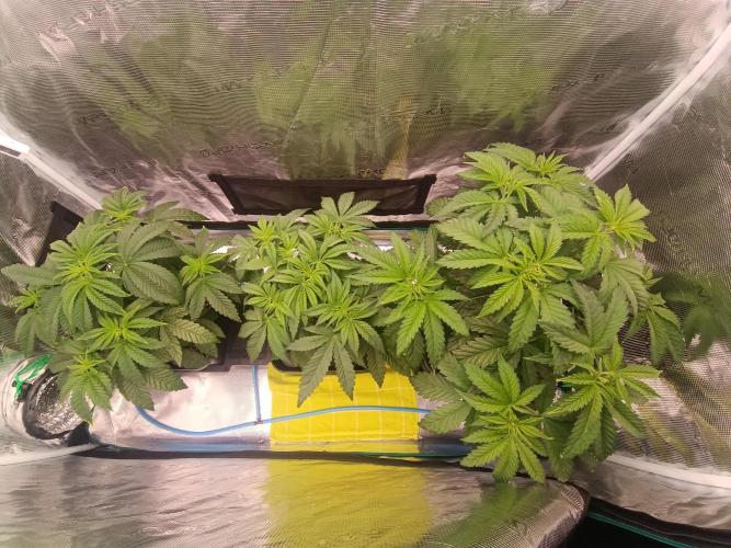 BlueGem, CocoFresh 1st.Grow. Week 5