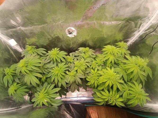 BlueGem, CocoFresh 1st.Grow. Week 6