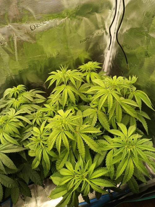 BlueGem, CocoFresh 1st.Grow. Week 6 - BlueGem