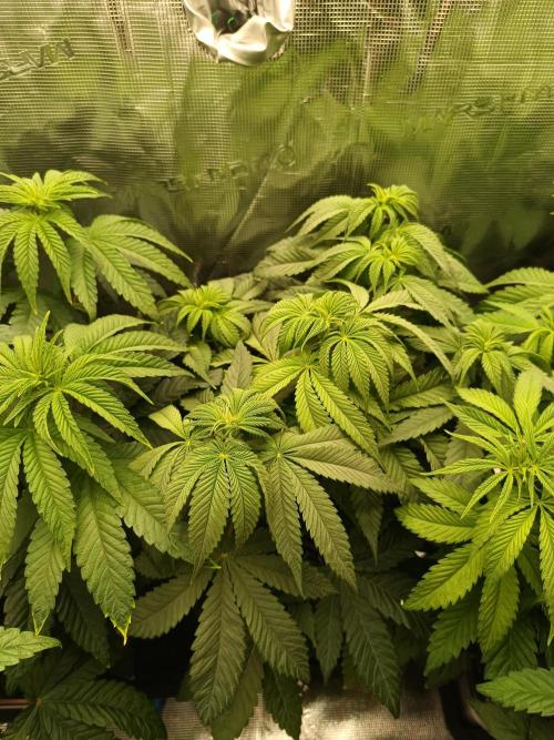 BlueGem, CocoFresh 1st.Grow. Week 6 - CocoFresh2