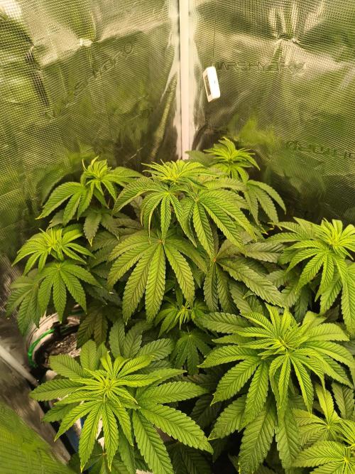 BlueGem, CocoFresh 1st.Grow. Week 6 - CocoFresh1