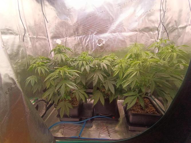 BlueGem, CocoFresh 1st.Grow. Week 6