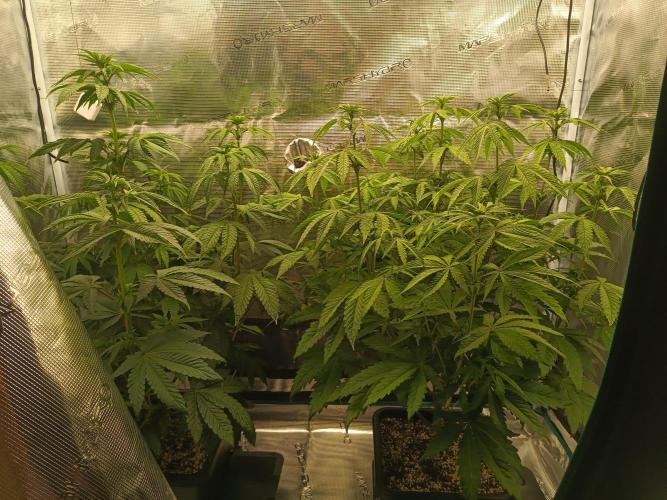 BlueGem, CocoFresh 1st.Grow. Week 7