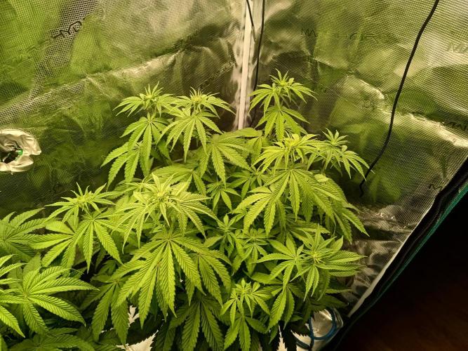 BlueGem, CocoFresh 1st.Grow. Week 7 - BlueGem