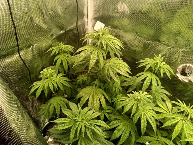 BlueGem, CocoFresh 1st.Grow. Week 7 - CocoFresh1
