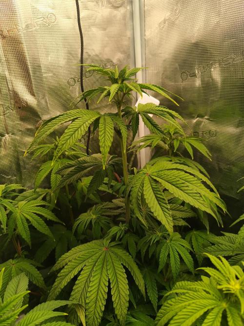 BlueGem, CocoFresh 1st.Grow. Week 7 - CocoFresh1