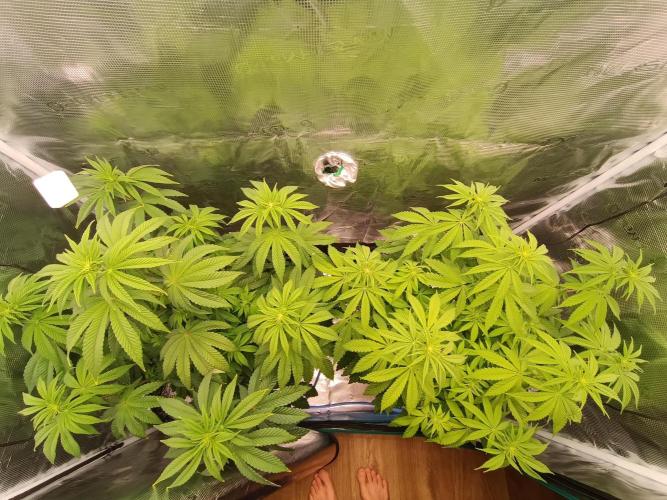 BlueGem, CocoFresh 1st.Grow. Week 7