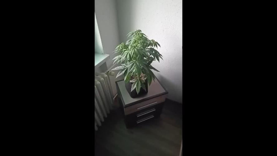 BlueGem, CocoFresh 1st.Grow