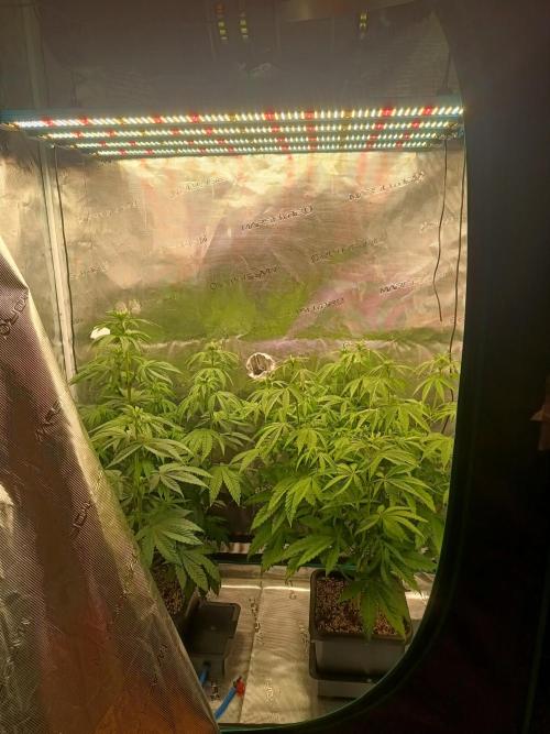 BlueGem, CocoFresh 1st.Grow. Week 7 - Vleze-nevleze