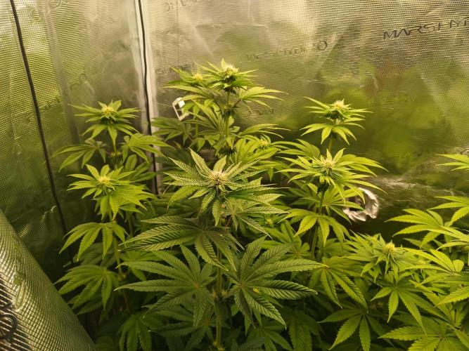 BlueGem, CocoFresh 1st.Grow. Week 8 - CocoFresh