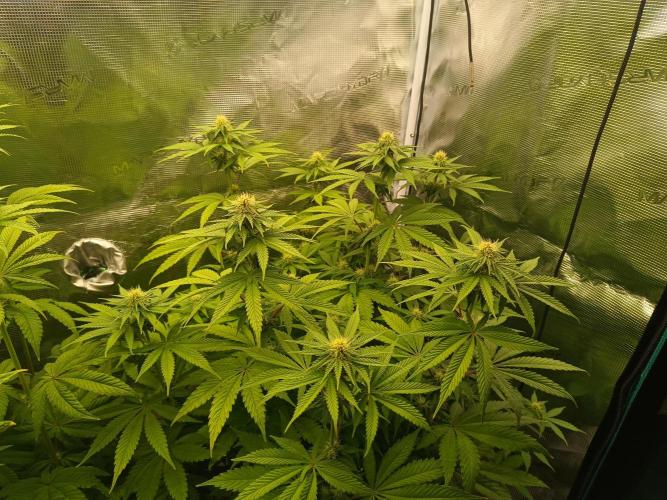 BlueGem, CocoFresh 1st.Grow. Week 8 - BlueGem