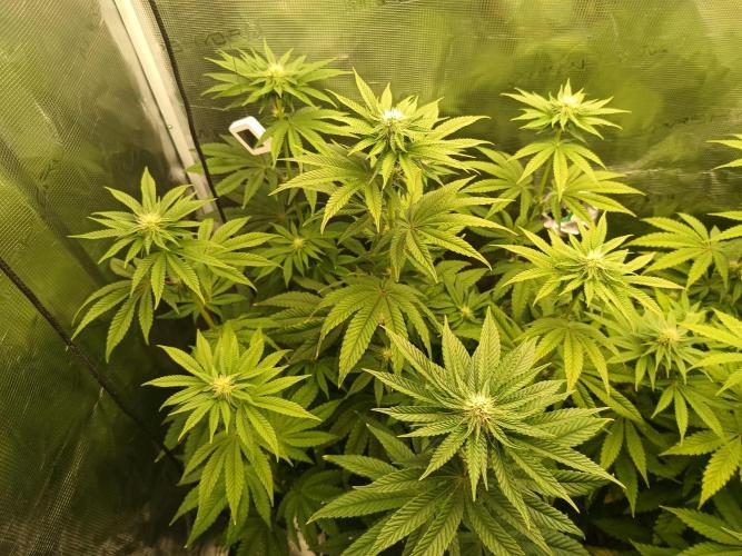 BlueGem, CocoFresh 1st.Grow. Week 8 - CocoFresh