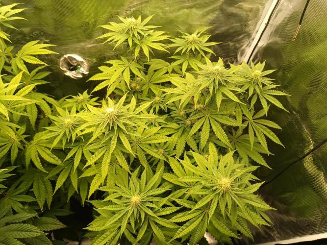 BlueGem, CocoFresh 1st.Grow. Week 8 - BlueGem