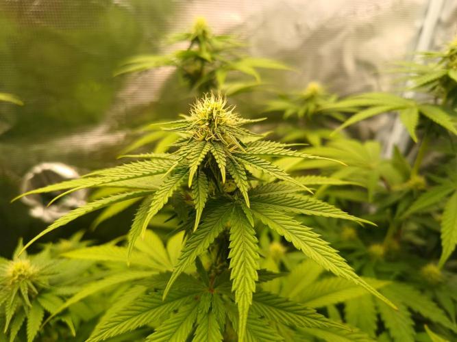BlueGem, CocoFresh 1st.Grow. Week 8 - BlueGem