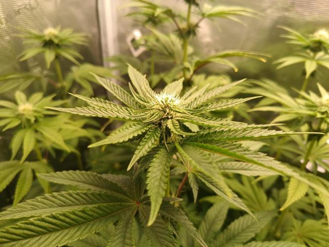 BlueGem, CocoFresh 1st.Grow. Week 8 - CocoFresh