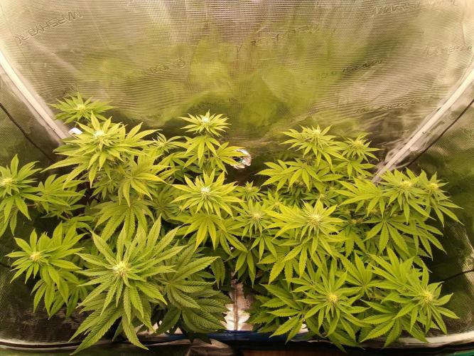 BlueGem, CocoFresh 1st.Grow. Week 8