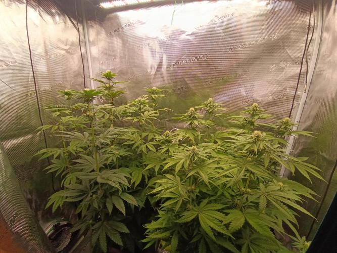 BlueGem, CocoFresh 1st.Grow. Week 8