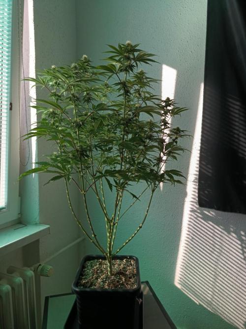 BlueGem, CocoFresh 1st.Grow. Week 9 - Defoliace BlueGem