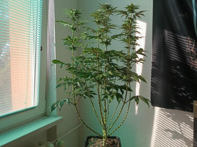 BlueGem, CocoFresh 1st.Grow. Week 9 - Defoliace CocoFresh