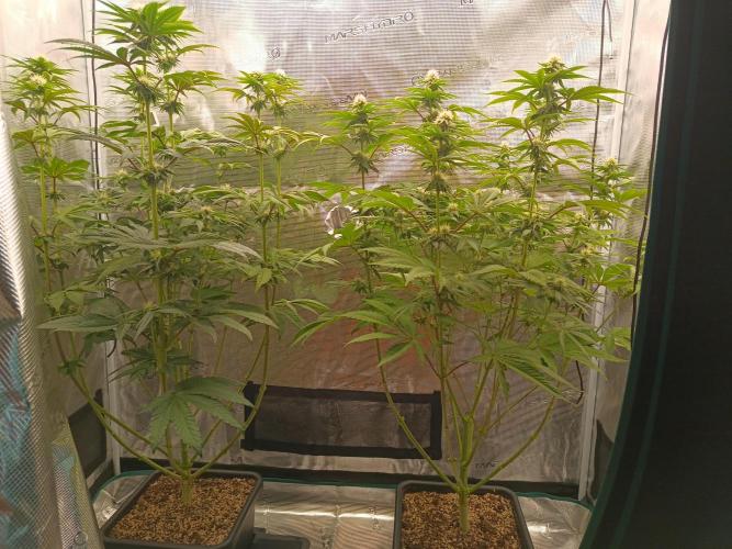 BlueGem, CocoFresh 1st.Grow. Week 9 - Po defoliaci