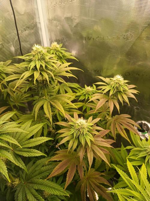 BlueGem, CocoFresh 1st.Grow. Week 9 - CocoFresh - deficit fosforu a asi i Cal Mag