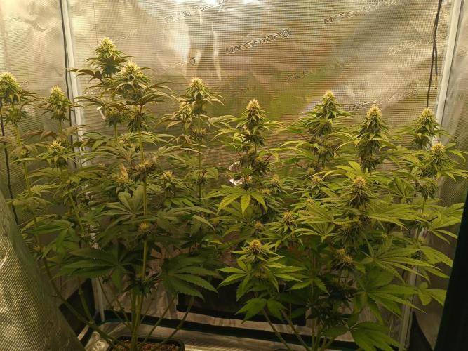 BlueGem, CocoFresh 1st.Grow. Week 9