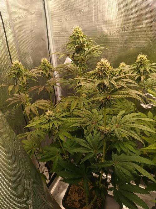 BlueGem, CocoFresh 1st.Grow. Week 9 - CocoFresh