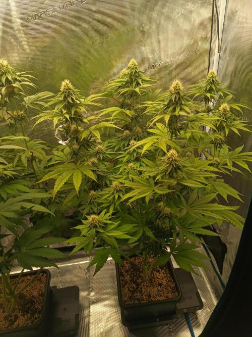 BlueGem, CocoFresh 1st.Grow. Week 9 - BlueGem