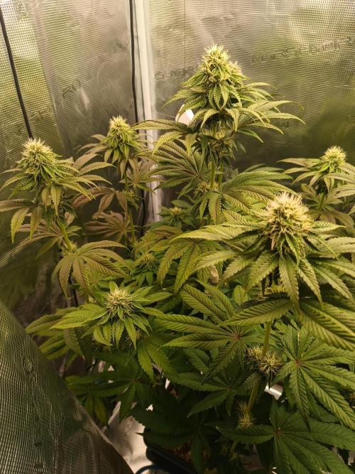 BlueGem, CocoFresh 1st.Grow. Week 9 - CocoFresh