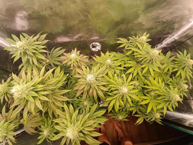BlueGem, CocoFresh 1st.Grow. Week 9