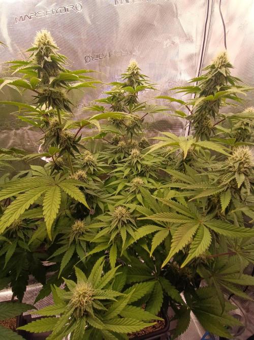BlueGem, CocoFresh 1st.Grow. Week 9 - BlueGem