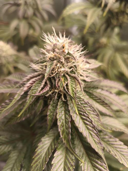BlueGem, CocoFresh 1st.Grow. Week 10 - CocoFresh - lockout, a přefet dusíkem