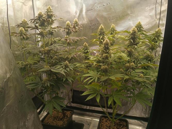 BlueGem, CocoFresh 1st.Grow. Week 10