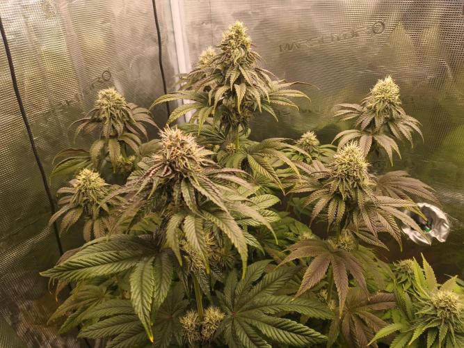 BlueGem, CocoFresh 1st.Grow. Week 10 - CocoFresh