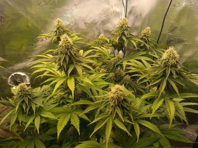 BlueGem, CocoFresh 1st.Grow. Week 10 - BlueGem