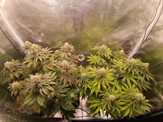 BlueGem, CocoFresh 1st.Grow. Week 10