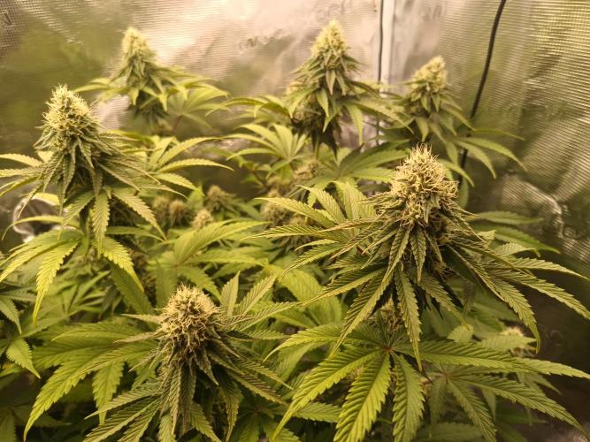 BlueGem, CocoFresh 1st.Grow. Week 10 - BleGem