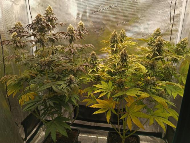 BlueGem, CocoFresh 1st.Grow. Week 11