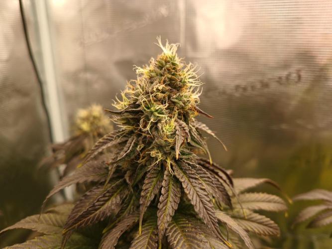 BlueGem, CocoFresh 1st.Grow. Week 11 - CocoFresh