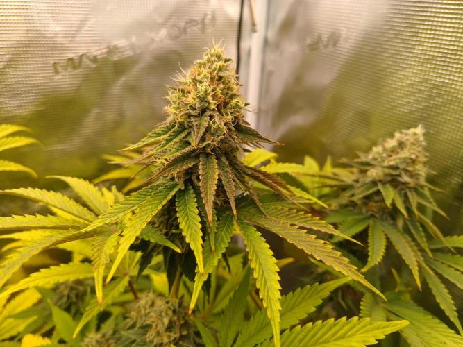 BlueGem, CocoFresh 1st.Grow. Week 11 - BlueGem