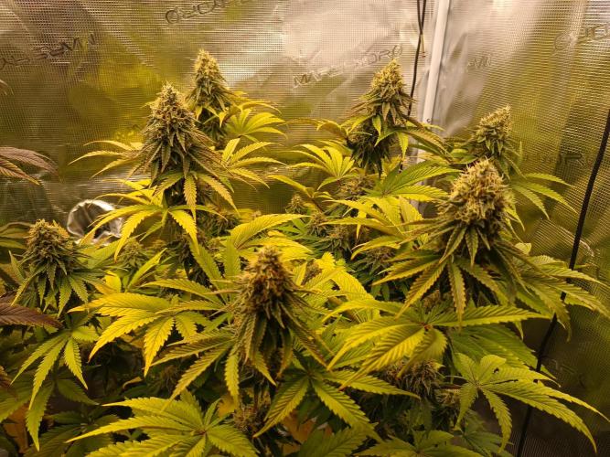 BlueGem, CocoFresh 1st.Grow. Week 11 - BlueGem